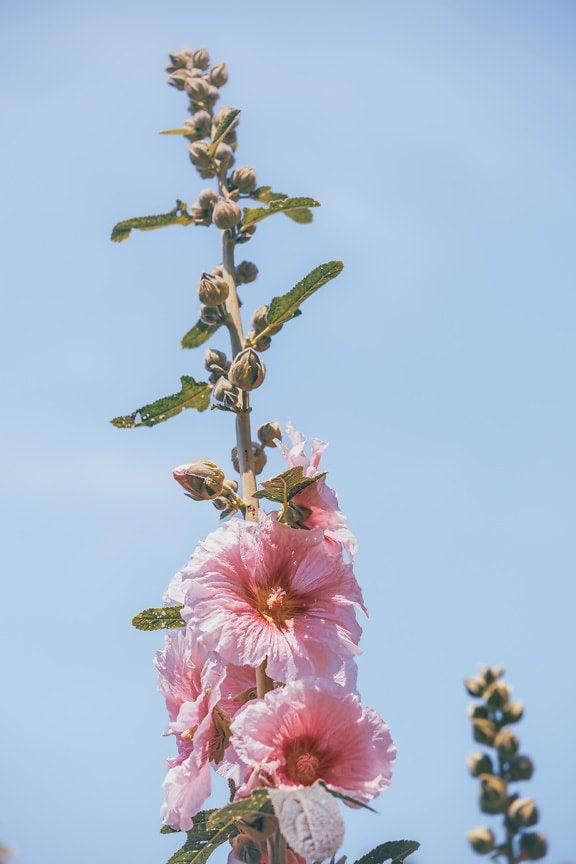 Bright pinkish petals of hollyhocks flowers (Alcea rosea) with blue sky as background