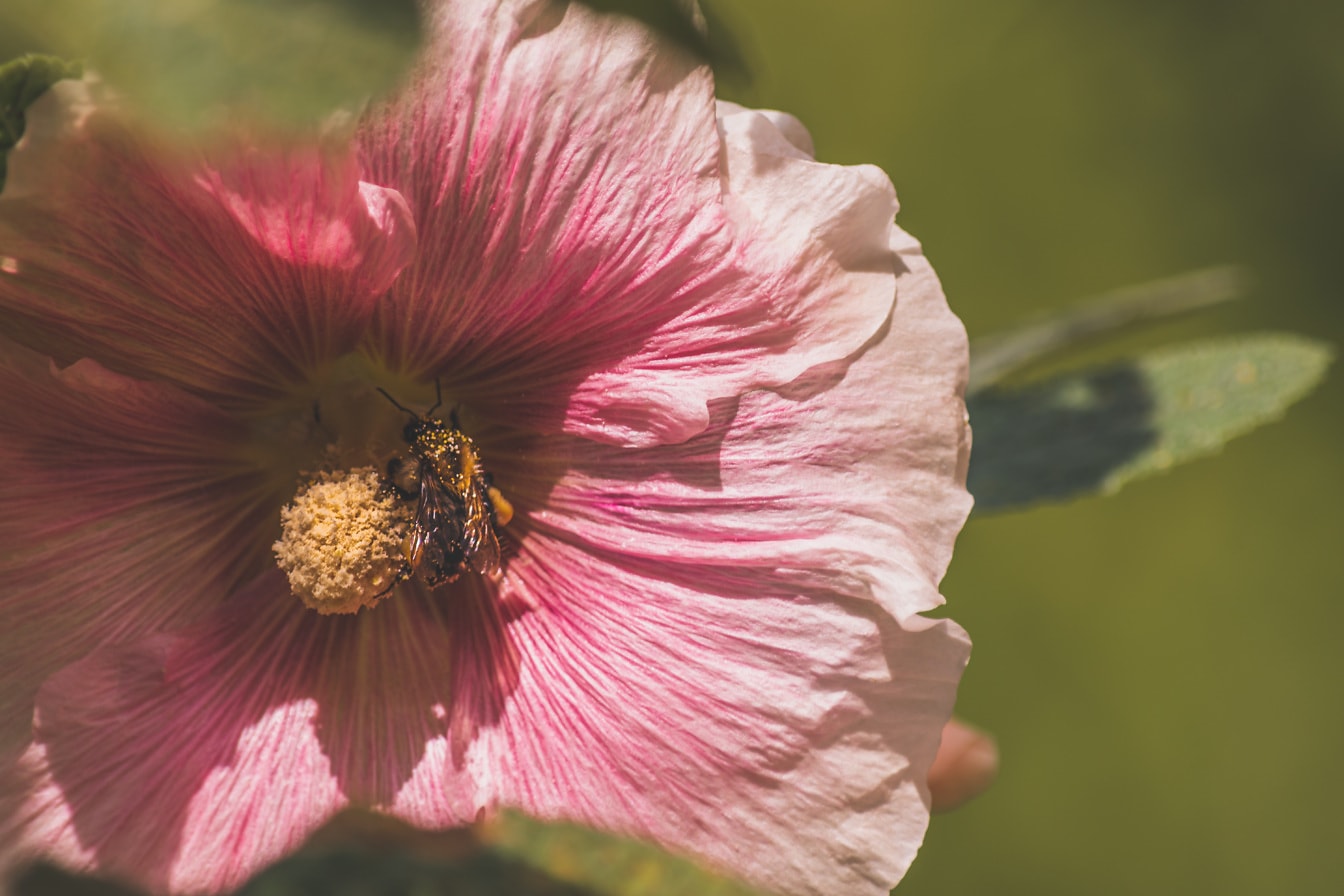 Honungsbiinsekt på gulaktig pistill av rosaaktig blomma närbild