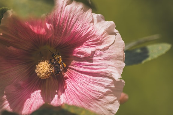 пчелы, пчела, насекомое, пестик, желтоватый, цветок, розоватый