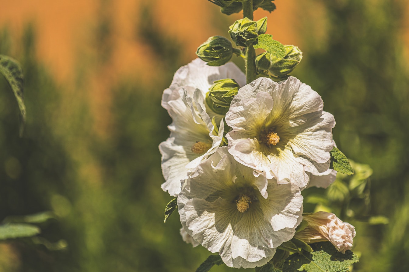 Белые лепестки цветов падуба (Alcea rosea) крупным планом