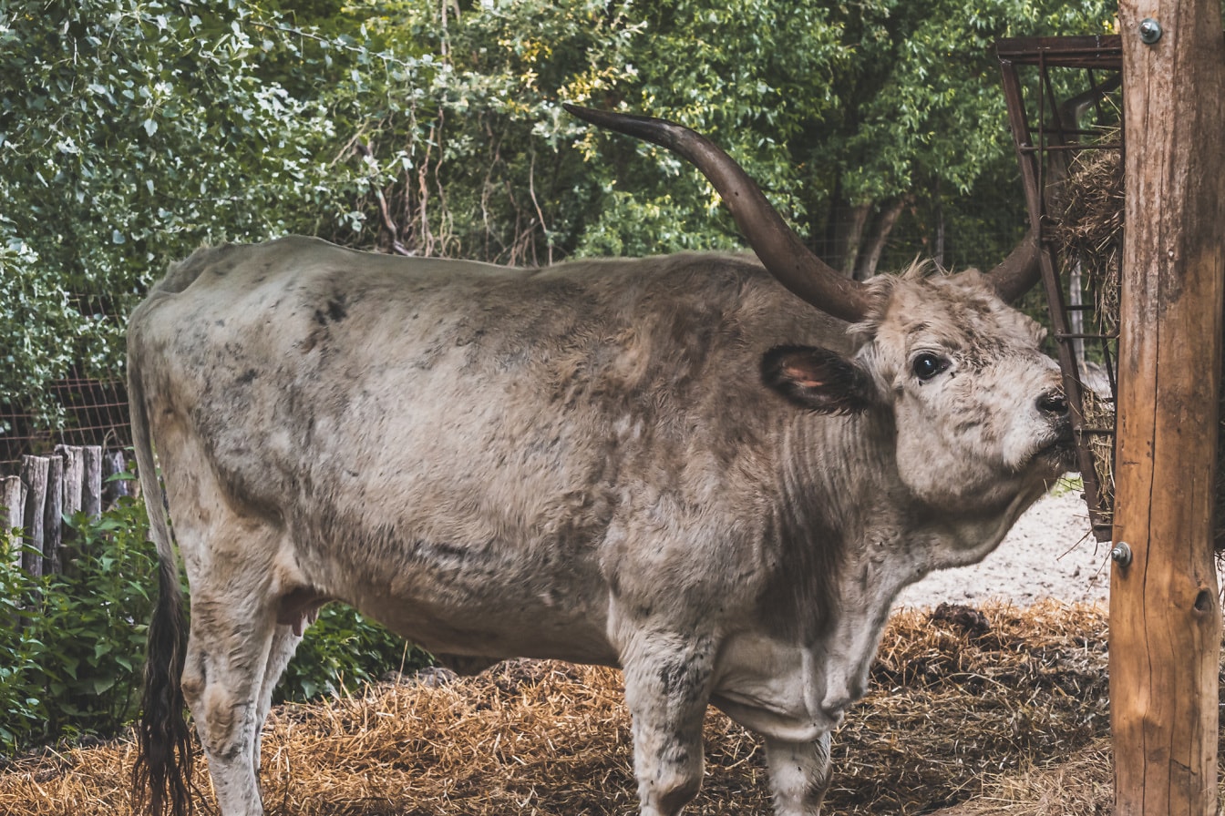 灰长角牛或公牛在农场吃东西