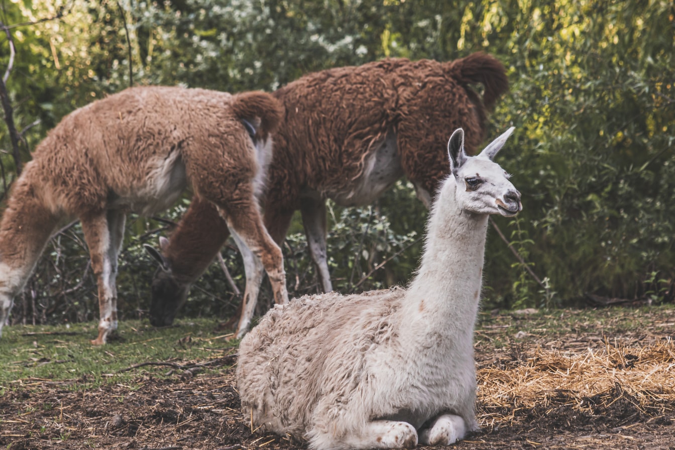 Hvit og lysebrun lama (Lama glama) som ligger på bakken i naturlig habitat