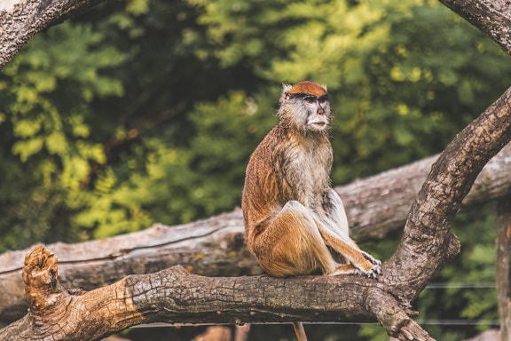 Patas (Erythrocebus patas) monkey sitting on dry tree in natural habitat