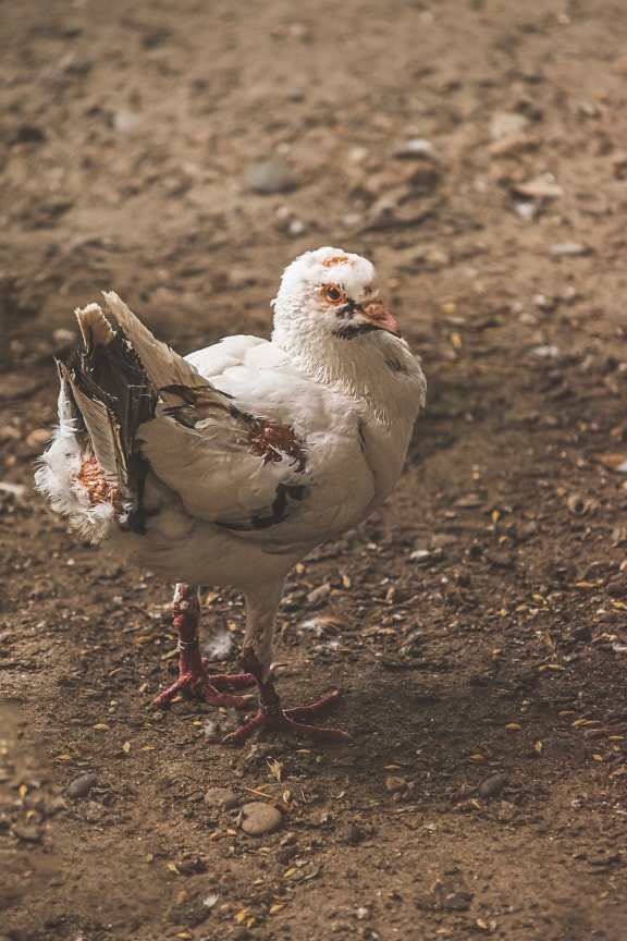 지상 애완 동물 새에 흰색 어린 비둘기