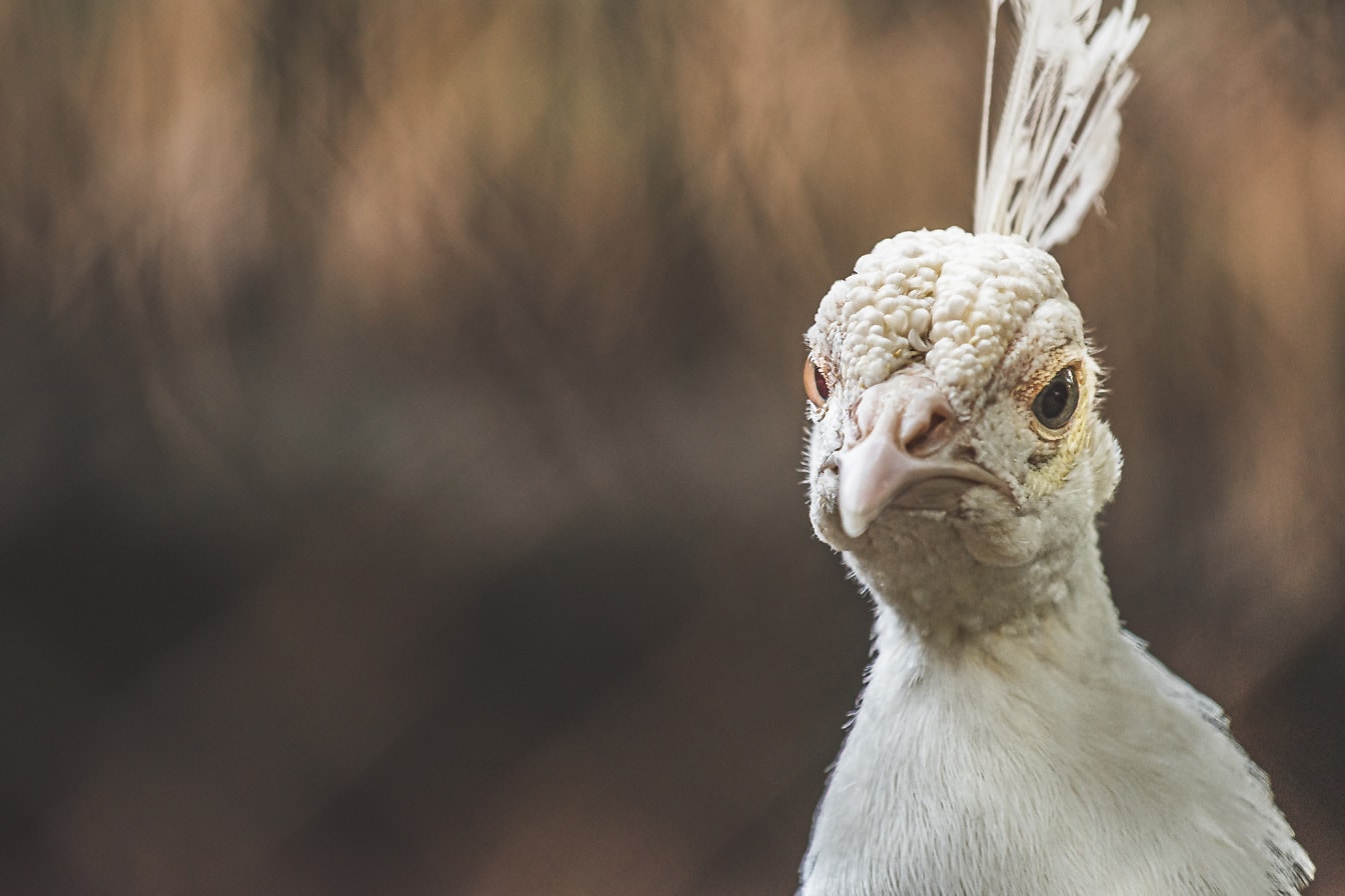白い孔雀 (Pavo cristatus ) 鳥の頭の接写