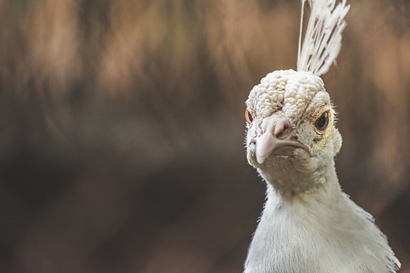 Weißer Pfau (Pavo cristatus ) Vogel Nahaufnahme des Kopfes