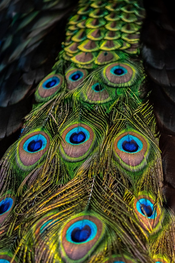 Majestic coloration of colorful peafowl tail plumage close-up