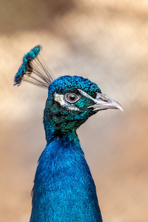 Detail krku a hlavy zářivého tmavě modrého ptáka páva