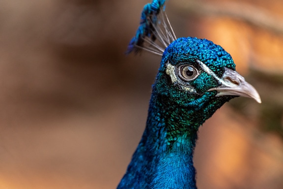 Majestic vibrant blue Indian peafowl (Pavo cristatus) head close-up portrait of bird