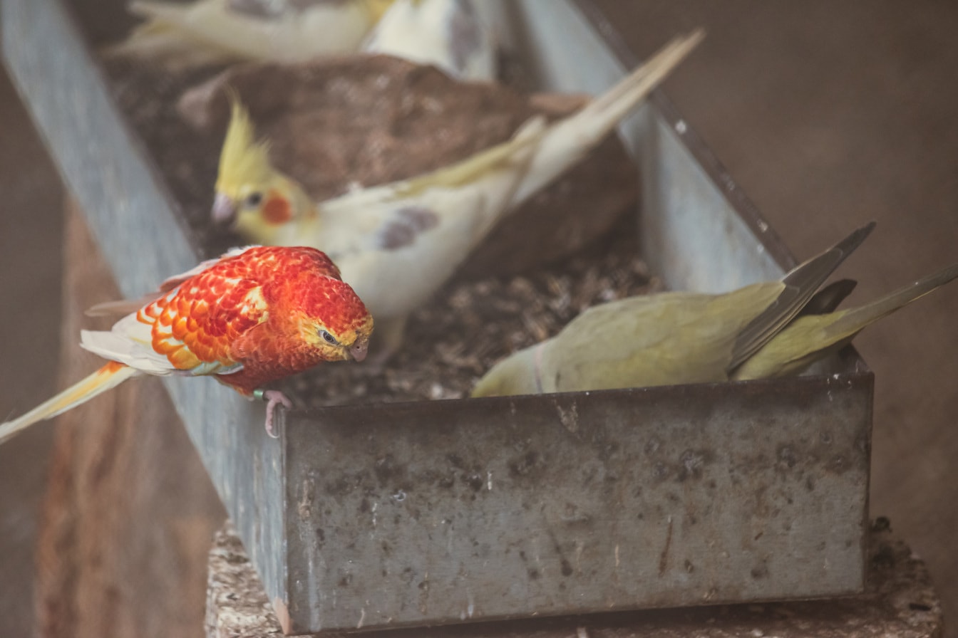 Pappagallo rosella giallo arancione (Platycercus) l’alimentazione degli uccelli