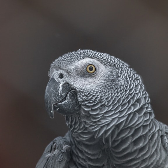 Congo African grey parrot (Psittacus erithacus) close-up of head and beak