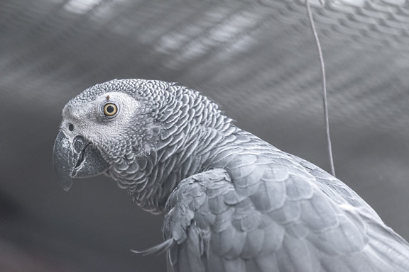 Kongo grå papegøye (Psittacus erithacus) tropisk fugl i lys skygge