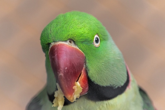 perto, periquito, papagaio, amarelo esverdeado, vida selvagem, pássaro, bico