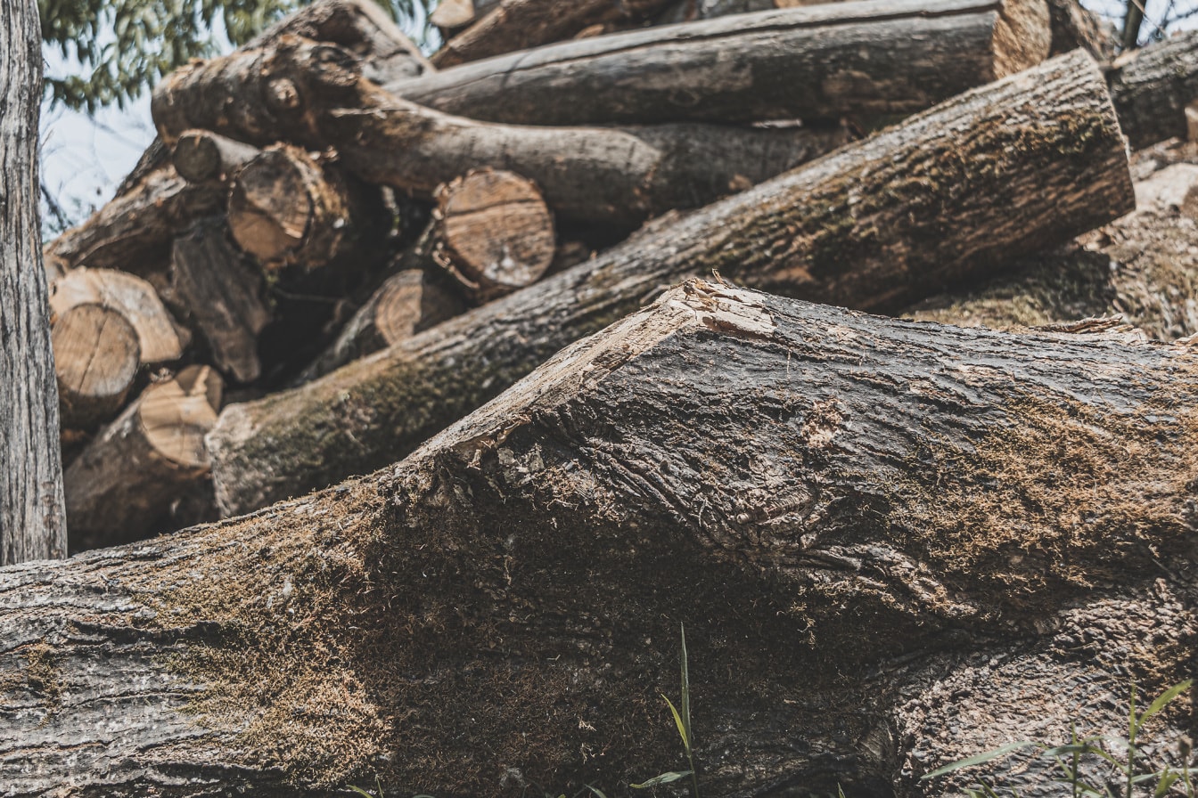 Gros plan d’un noeud sur un tronc d’arbre de bois de chauffage sur pile