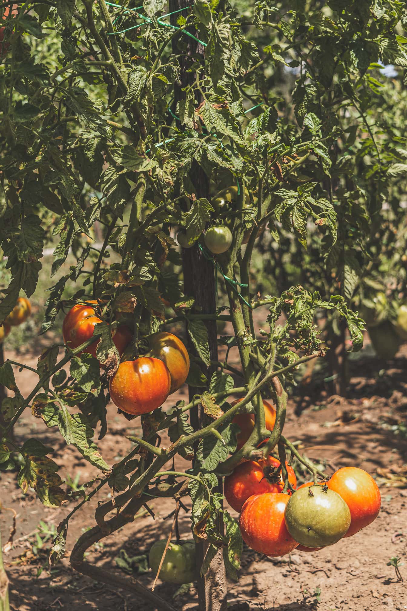 cà chua, thảo mộc, cà chua, còn xanh, hữu cơ, nông nghiệp, sản xuất