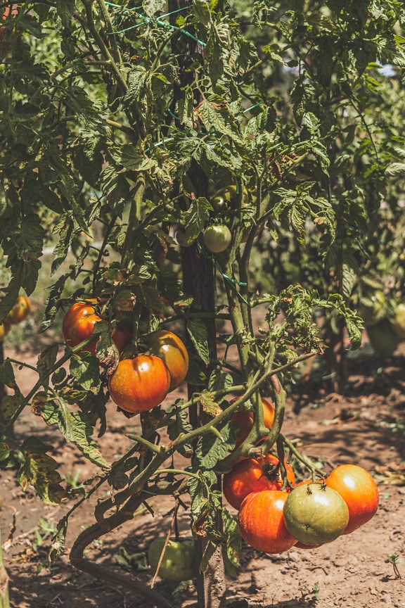 Tomate planta (Solanum lycopersicum) tomates verdes producción de agricultura ecológica