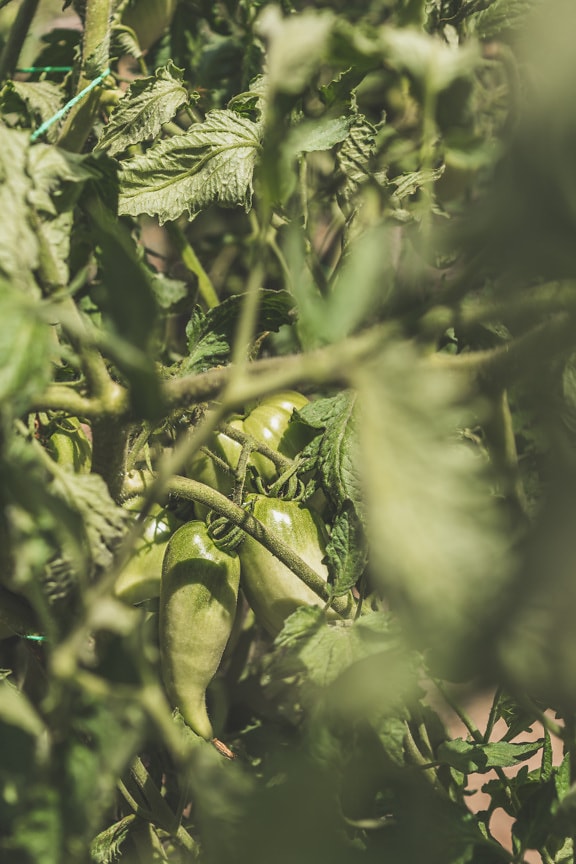 Pianta di pomodoro verde (Solanum lycopersicum) la coltivazione di pomodori acerbi