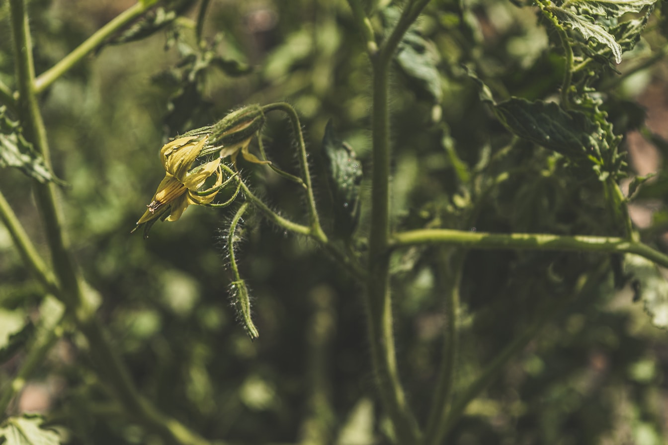 Nahaufnahme der gelblichen Blüte des Bio-Tomatenkrauts