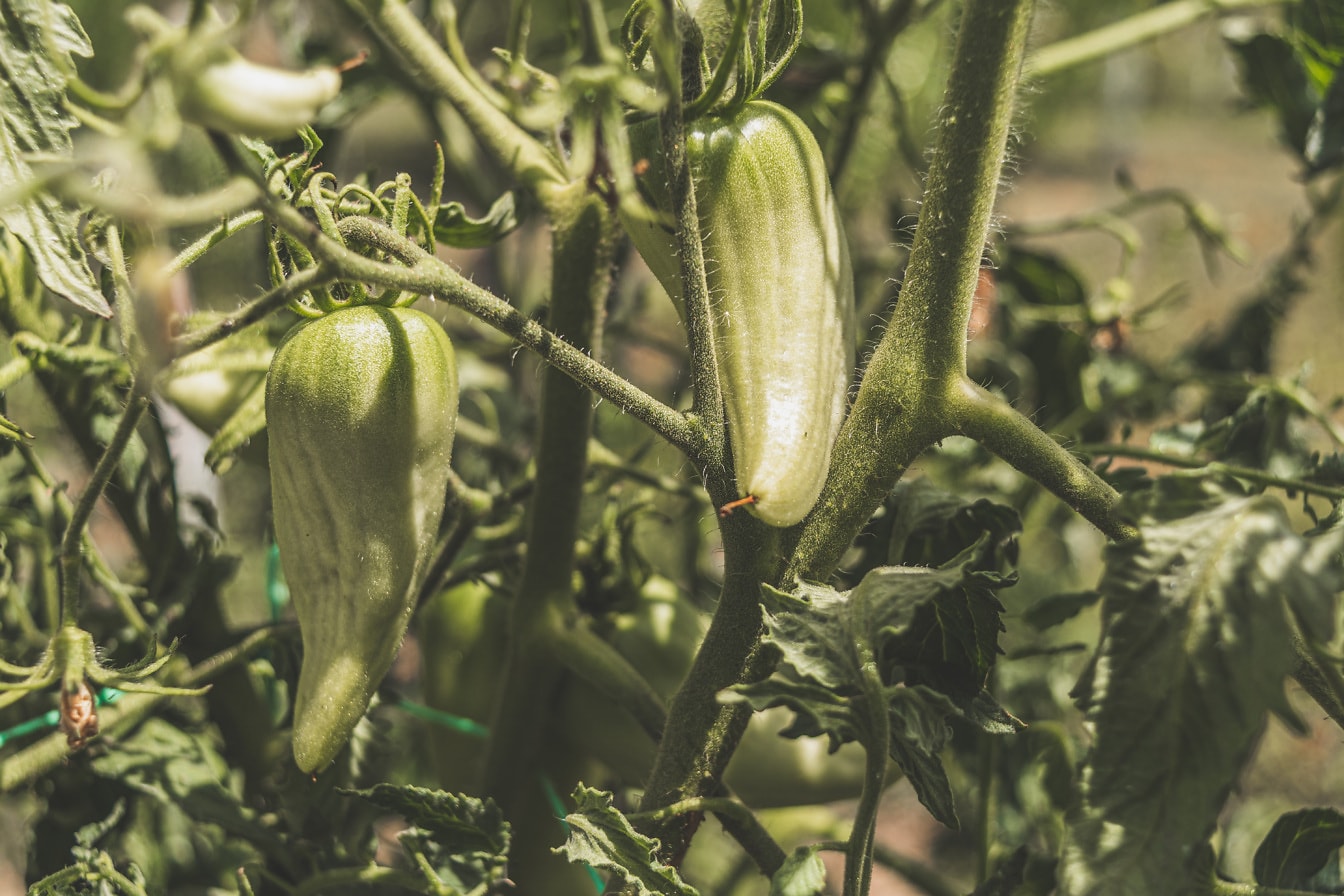 Primo piano dei pomodori verdi biologici (Solanum lycopersicum) crescere sull’erba
