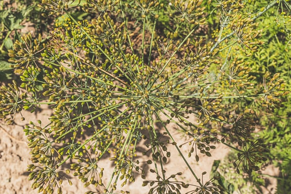 ディル (Anethum graveolens) ハーブと種子のクローズアップ