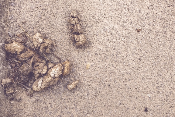 Close-up of dry feces excrement on asphalt