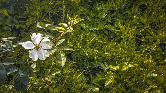 Bílý květ, malé, růže, divoká, keř, závod, přírodní