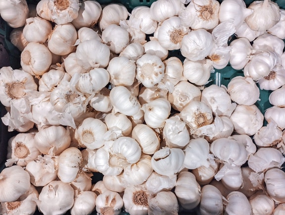 Close-up of organic garlic (Allium sativum) vegetable on marketplace