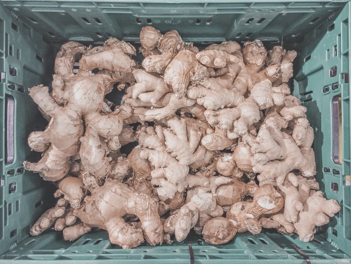 Organic ginger roots in dark green basket on marketplace