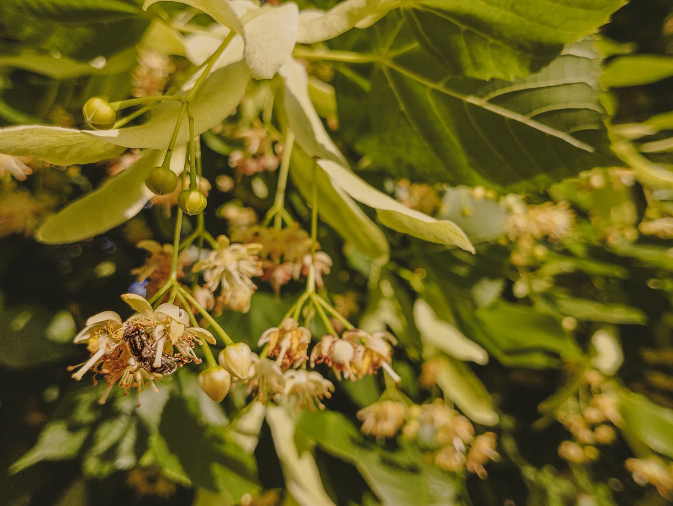 큰잎 보리수 (Tilia platyphyllos) 나무의 꽃에 꿀벌의 클로즈업