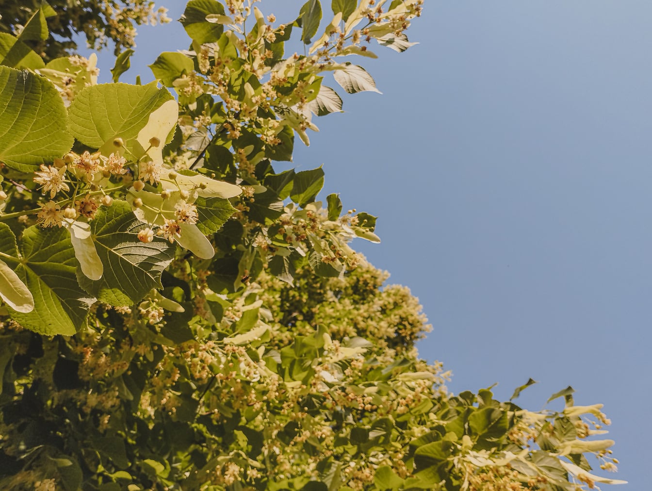 Tilleul à grandes feuilles (Tilia platyphyllos) arbre en fleurs avec fond de ciel bleu