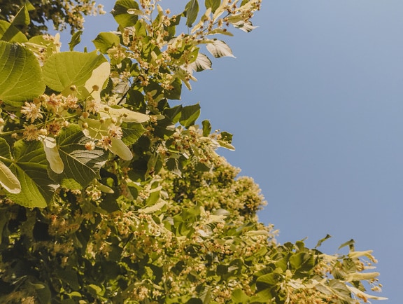 Largeleaf linden (Tilia platyphyllos) tree blossoming with blue sky background