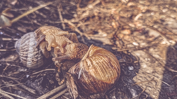 Close-up of Roman snail or Burgundy snails (Helix pomatia)