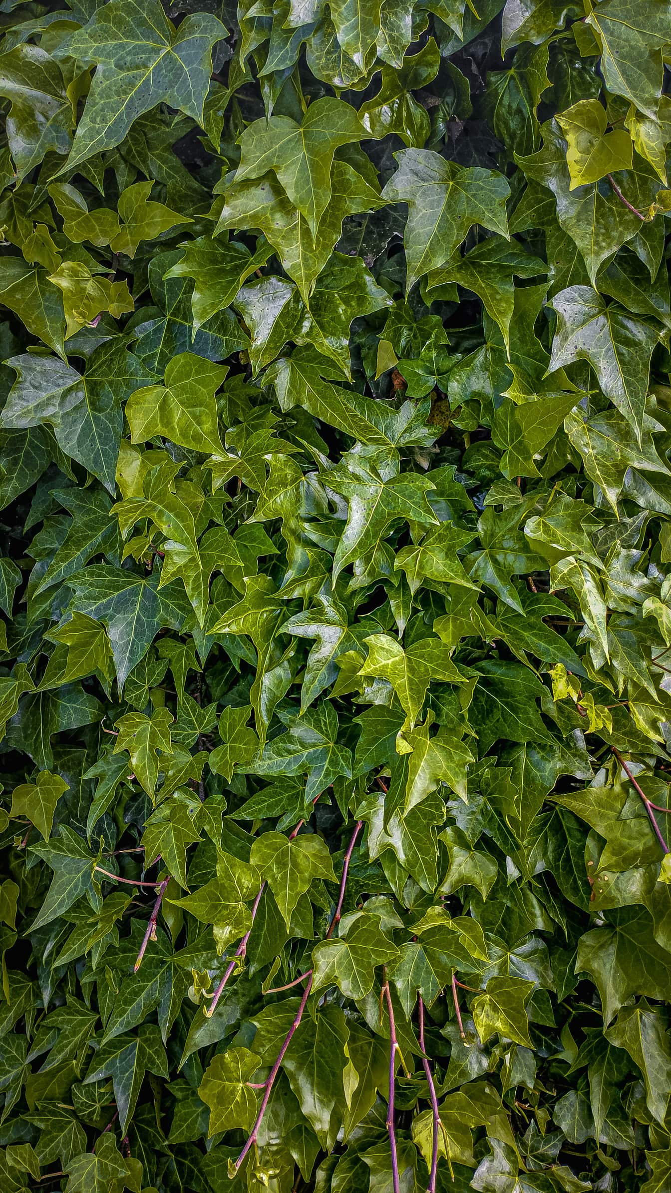 Зеленикавожълти листа от билка бръшлян (Hedera helix)