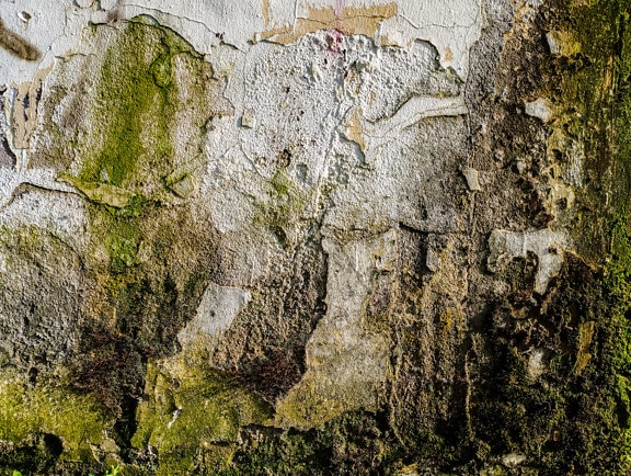 Decay grunge cement wall with dirty green moss texture