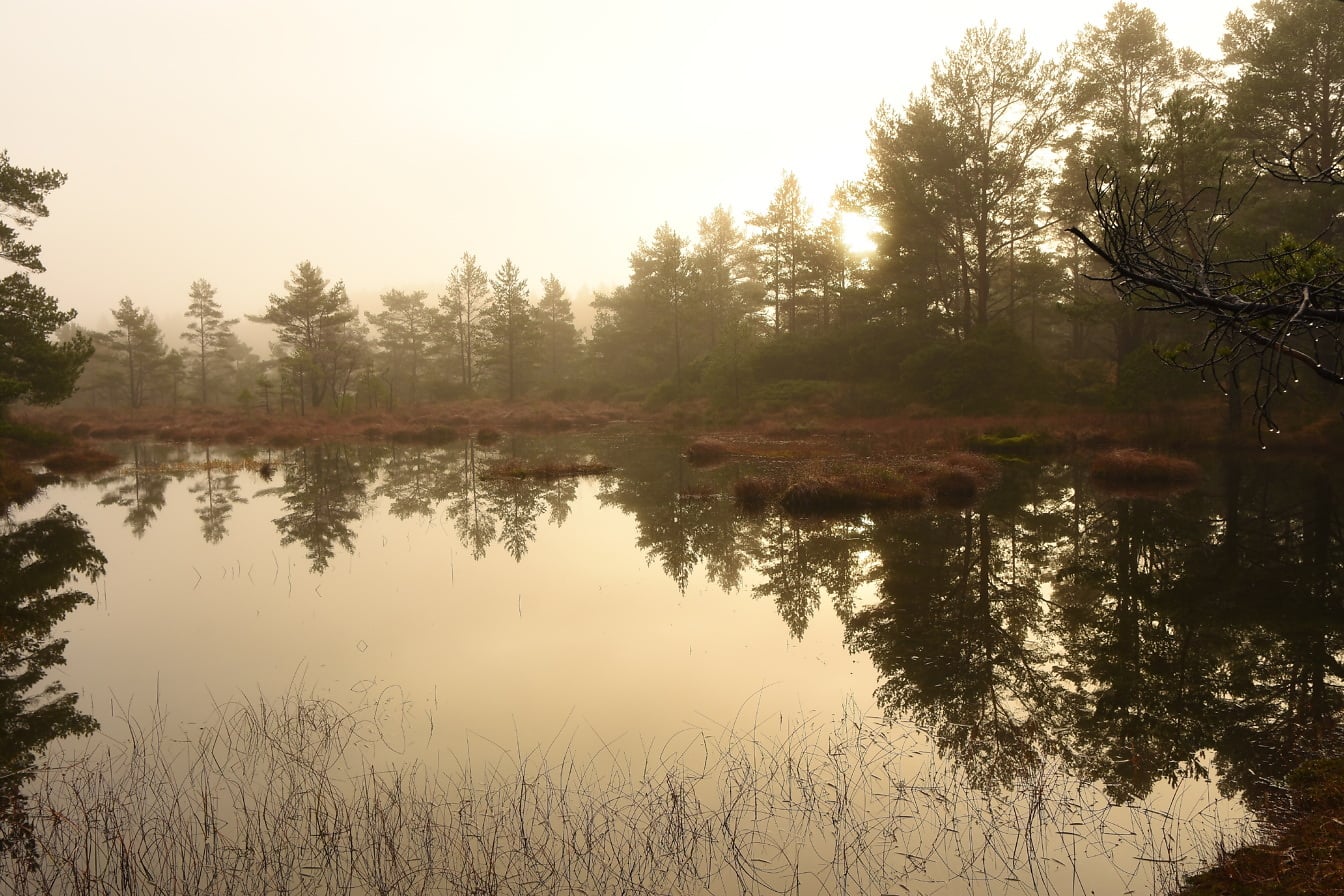 霧のかかった12月の沼地の朝