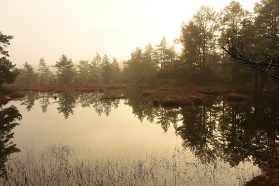 ομίχλη, το πρωί, βάλτο, τοπίο, δίπλα στη λίμνη, νερό, Υδροβιότοπος