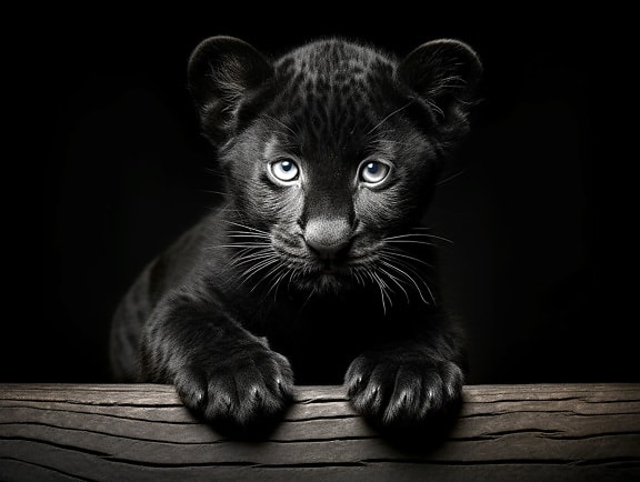 Portrait of adorable black panther offspring digital artwork
