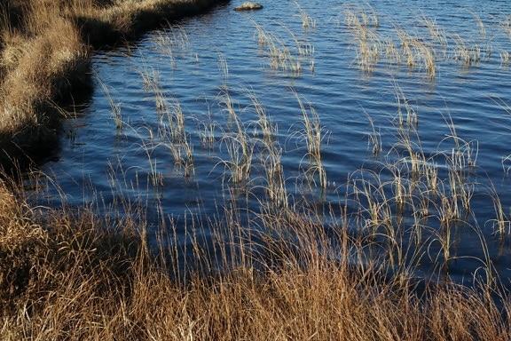 Grass in a pond in the autumn