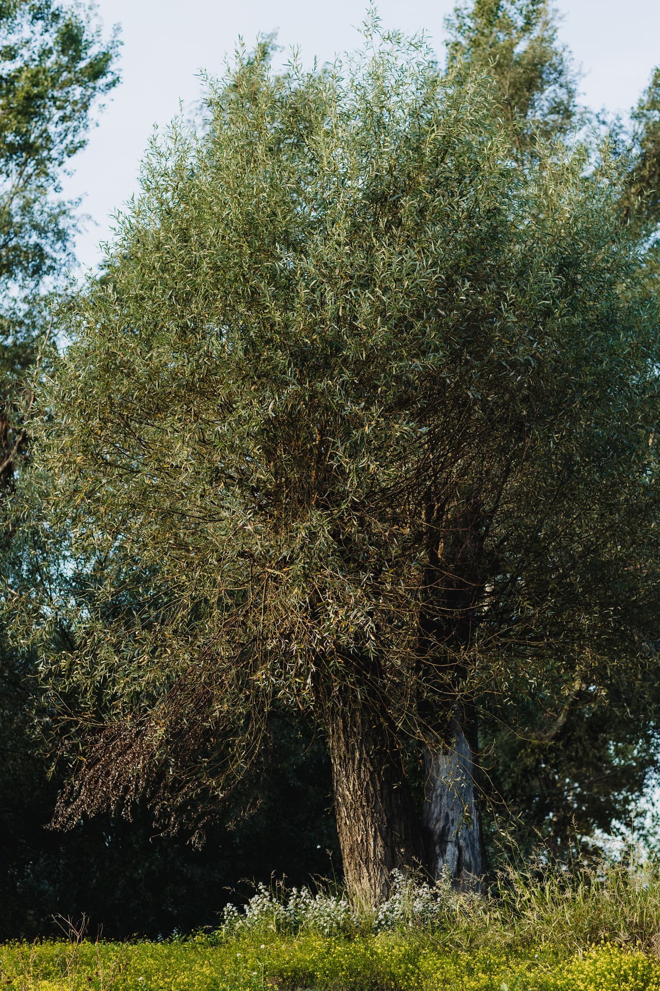 De oude boomstam (Salix) van de wilg in de lentetijd