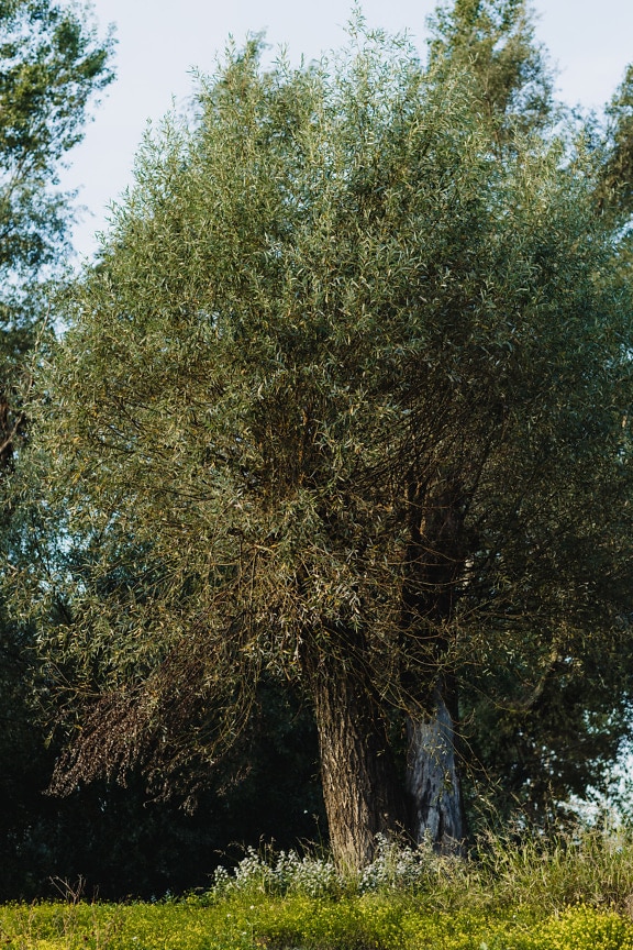 İlkbaharda (Salix) yaşlı söğüt ağacı gövdesi