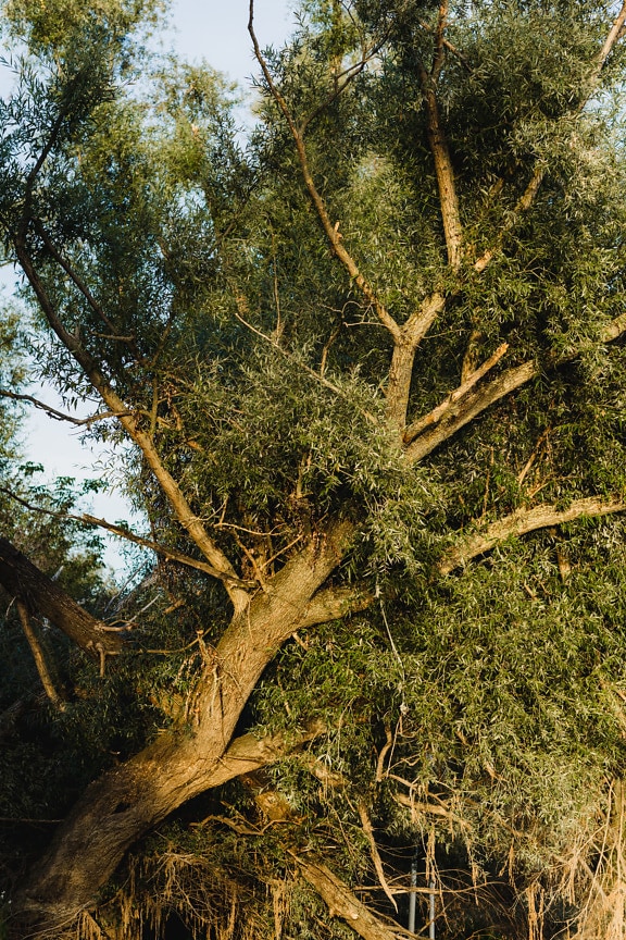 Крупний план стовбура дерева великої верби навесні