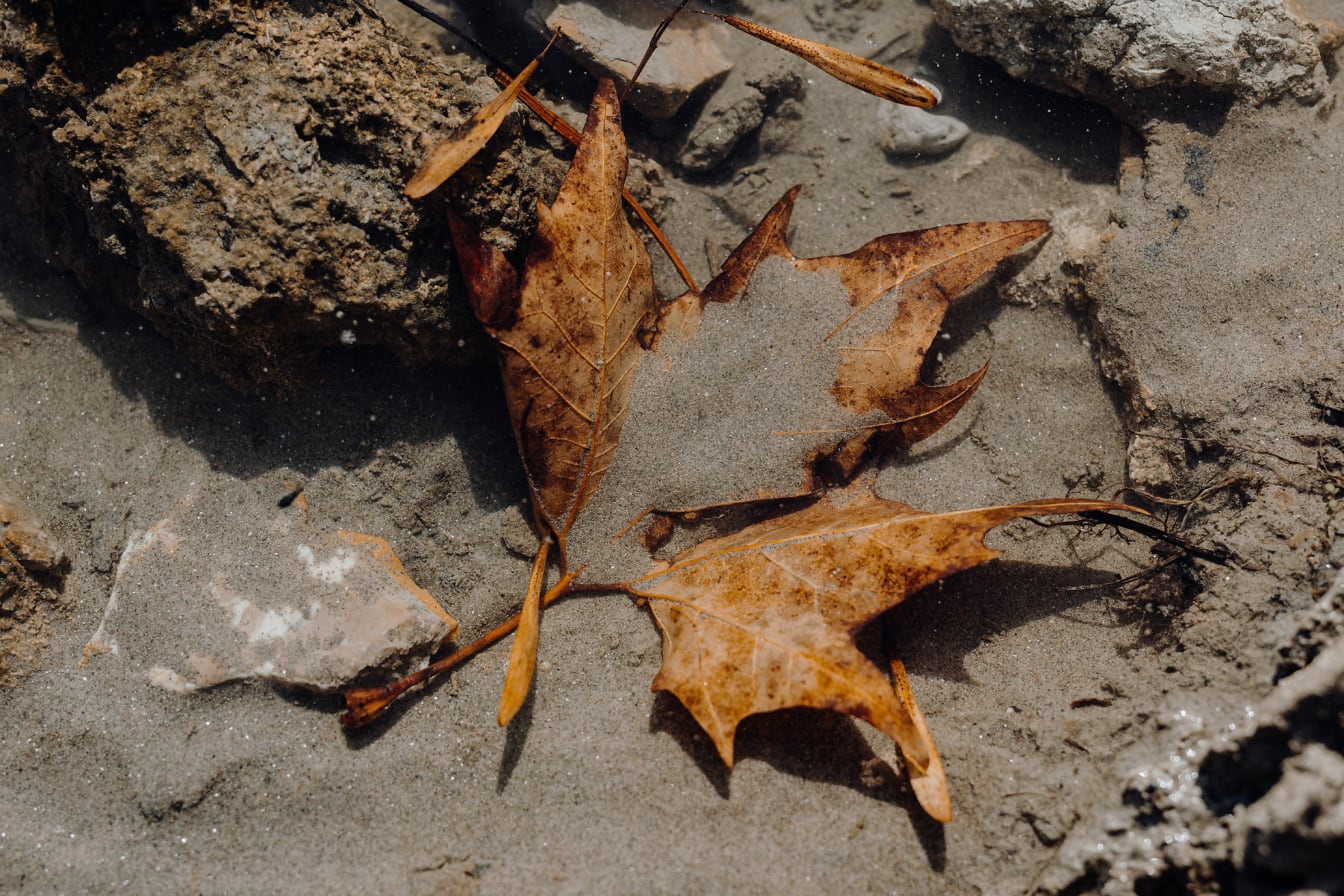 Frunză brună uscată în pământ stâncos la seson de toamnă