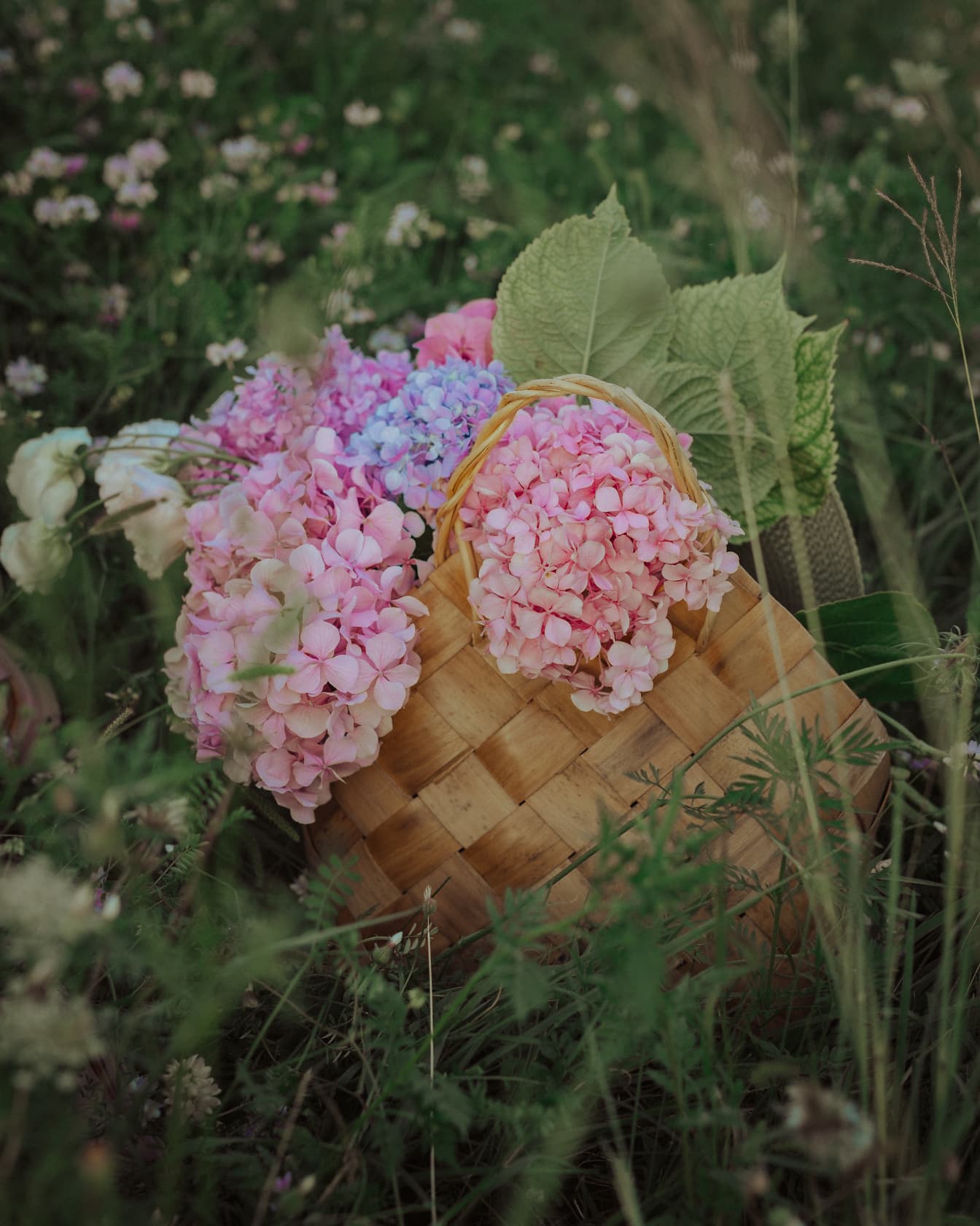 草の籐のバスケットのピンクがかったアジサイの花