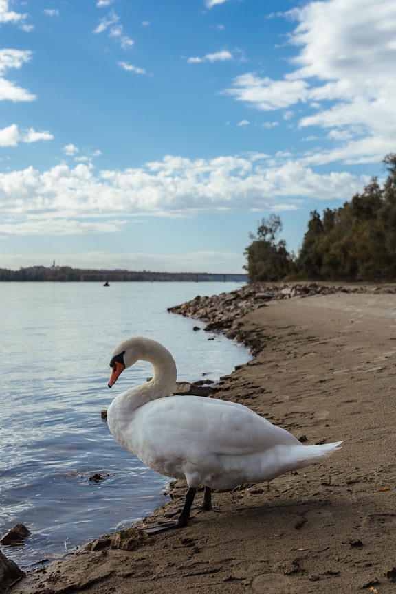 Big white mute swan (Cygnus olor) by riverbank side view