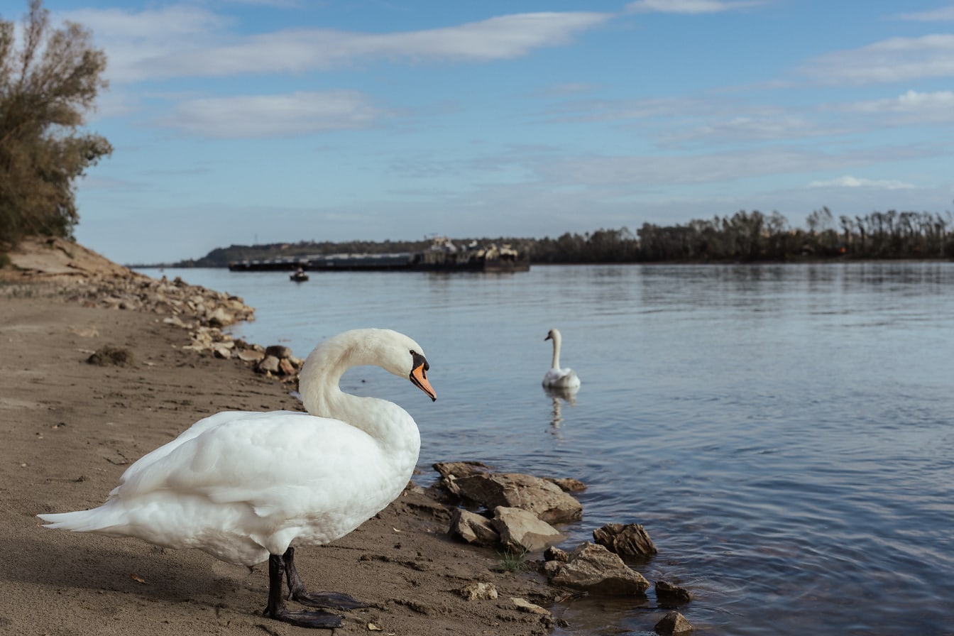 Cisne blanco mudo primer plano por la orilla del río (Cygnus olor)