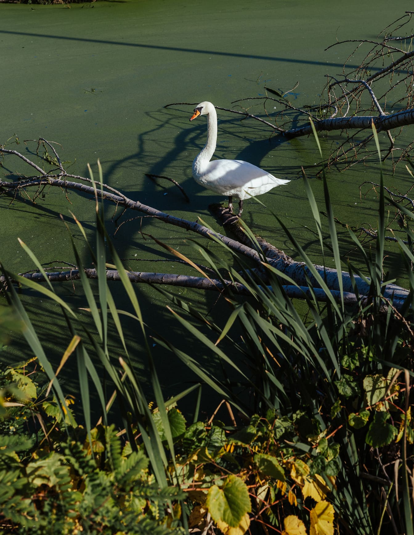 White mute swan (Cygnus olor) bird in swamp natural habitat