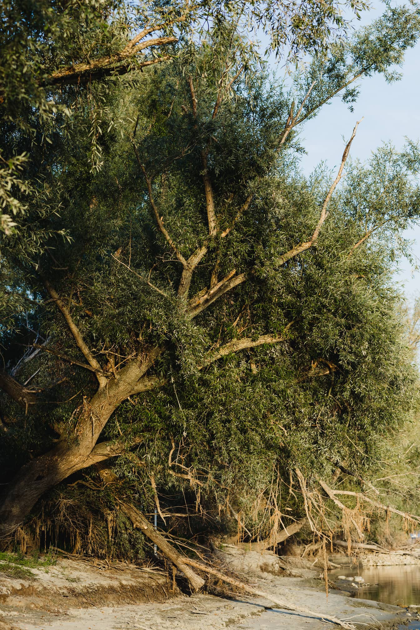 De grote boomstam van de wilg (Salix) door rivieroever in het zomerseizoen