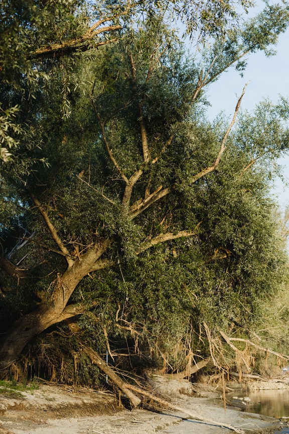 Stor pilträdstam (Salix) vid flodstranden under sommarsäsongen