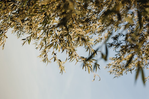 Gröngul pil blad på grenar med blå himmelbakgrund