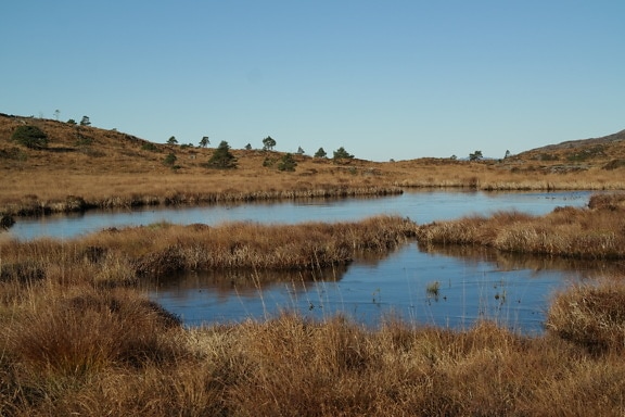 Autumn season at swamp with dry grass